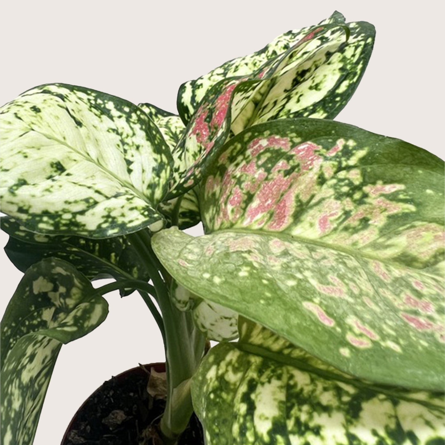 Chinese Evergreen 'Wishes' House Plant Wholesale Botani Haven