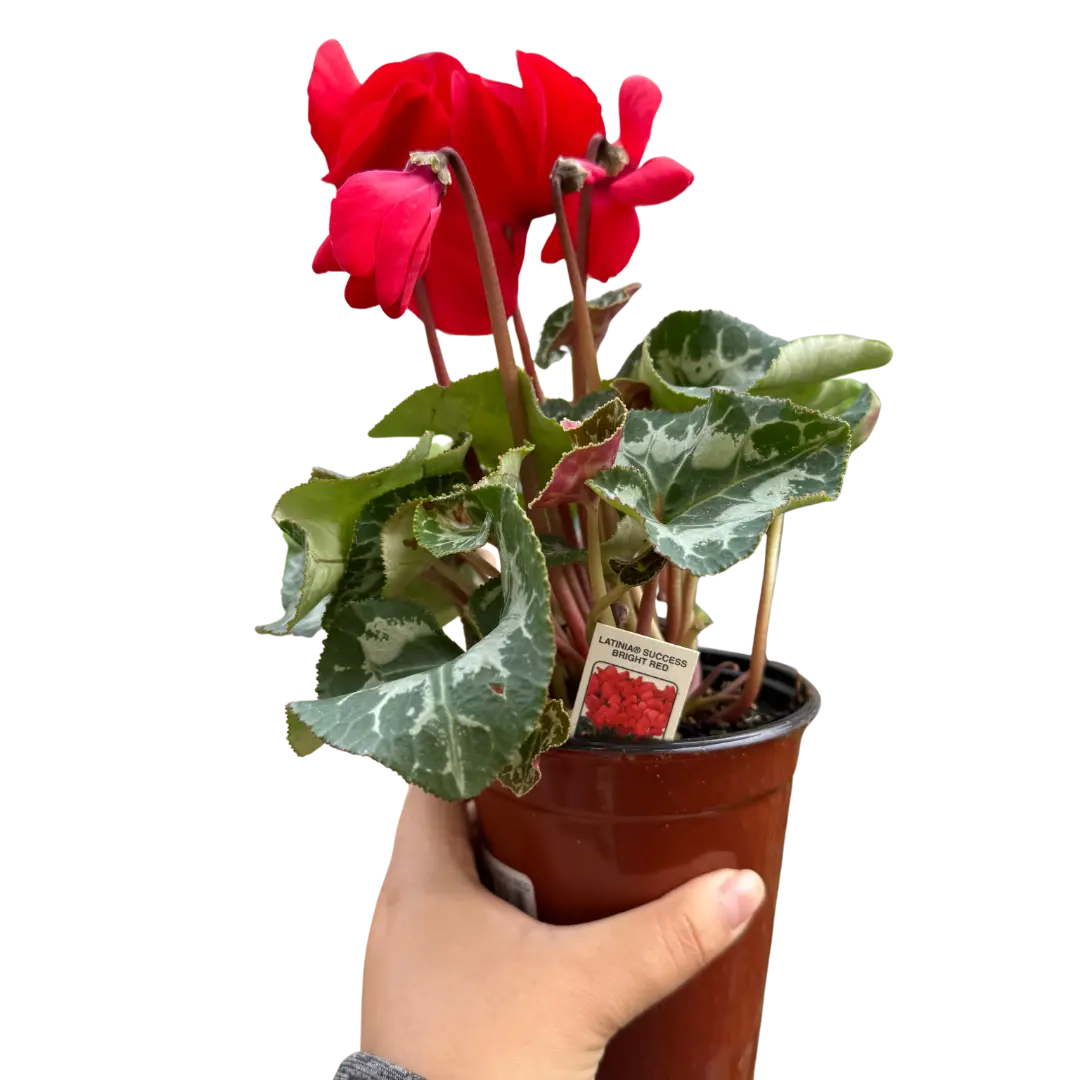 Cyclamen 'Red' House Plant Dropship Botani Haven