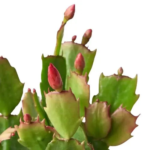 Zygocactus 'Christmas Cactus' House Plant Dropship Botani Haven