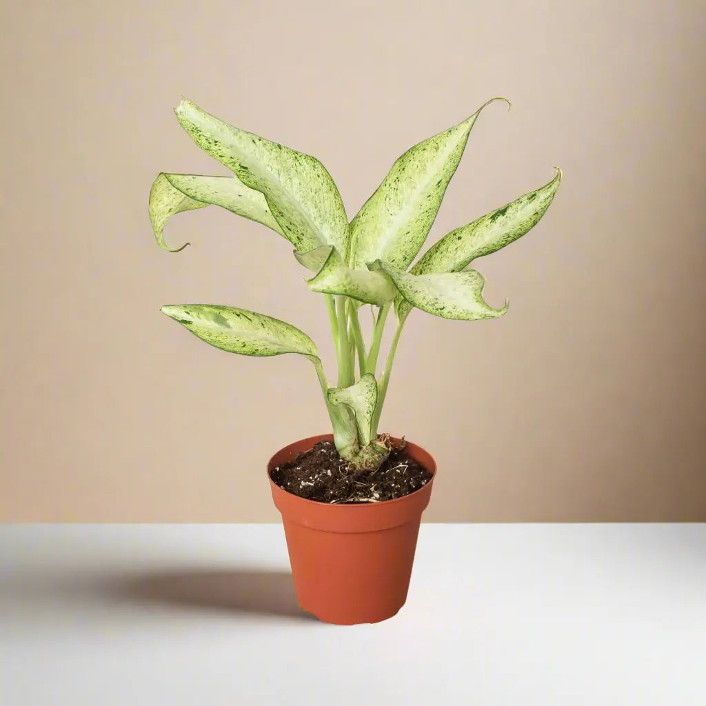 Dieffenbachia 'Camouflage' House Plant Dropship Botani Haven