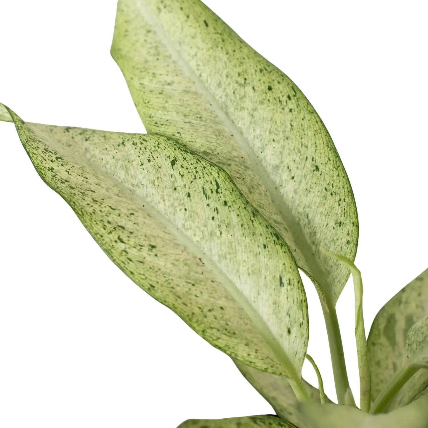 Dieffenbachia 'Camouflage' House Plant Dropship Botani Haven