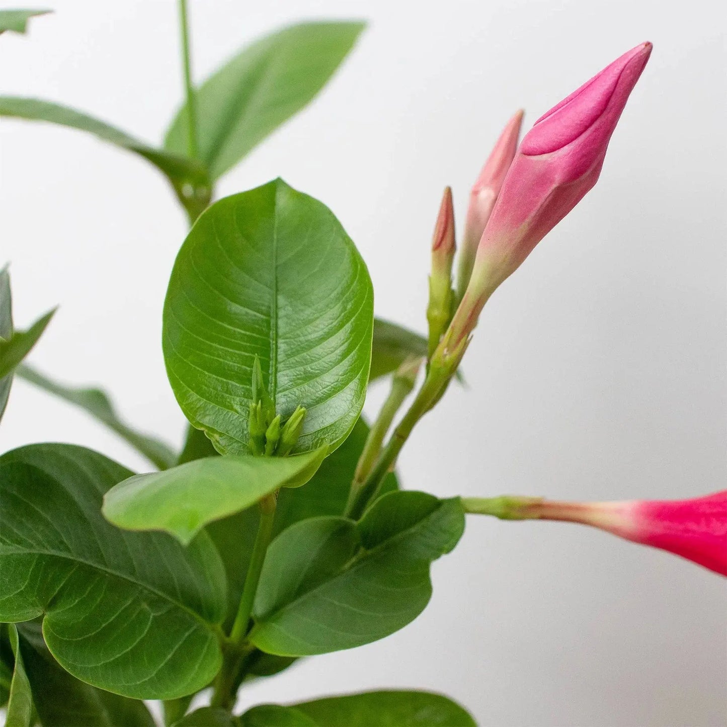 Dipladenia 'Premier Hot Pink' House Plant Dropship Botani Haven