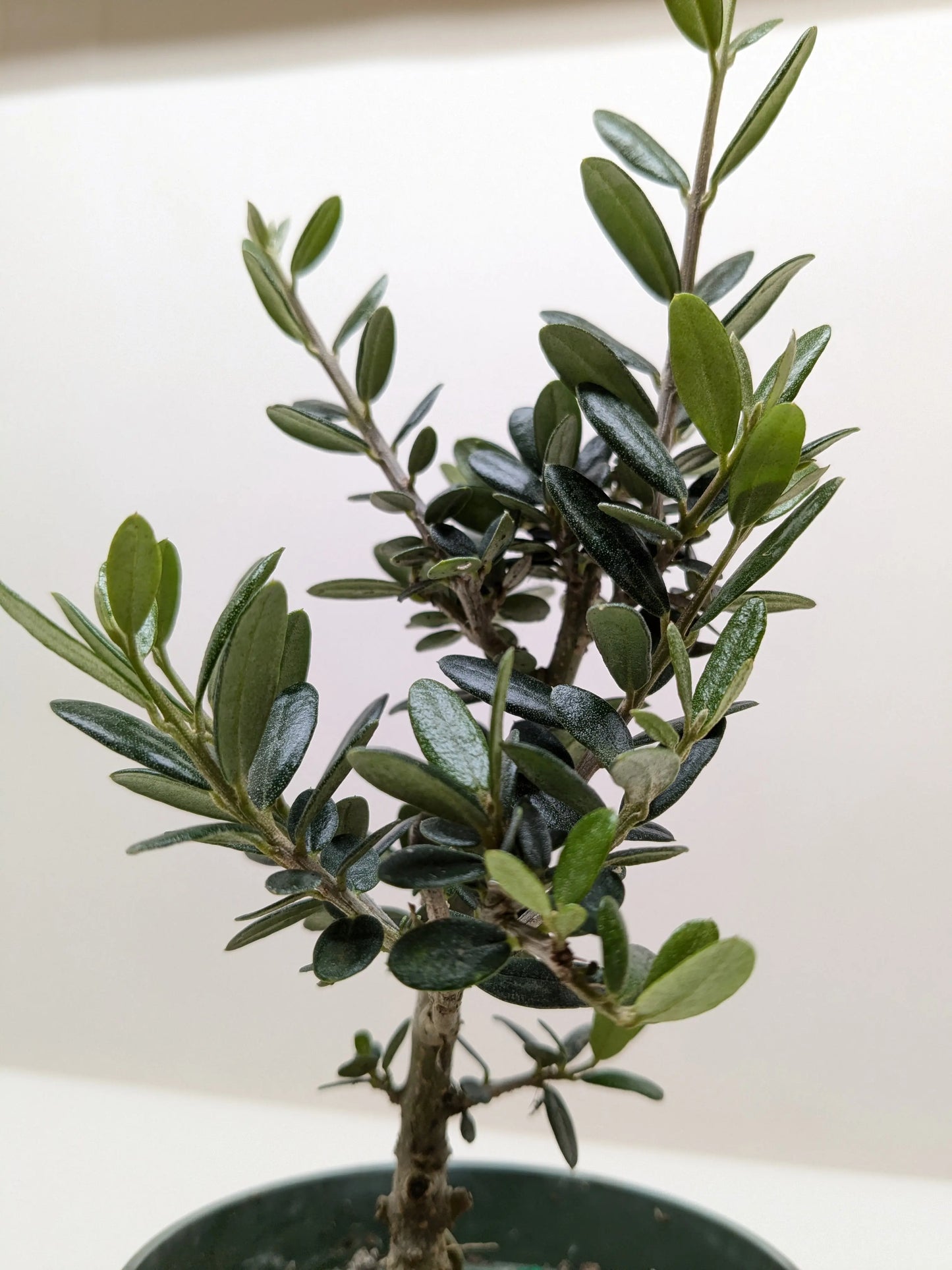 Common Olive Tree (Olea europaea) House Plant Dropship Botani Haven