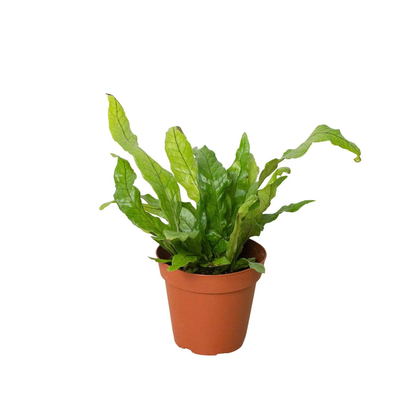 Fern 'Crocodile' House Plant Dropship Botani Haven