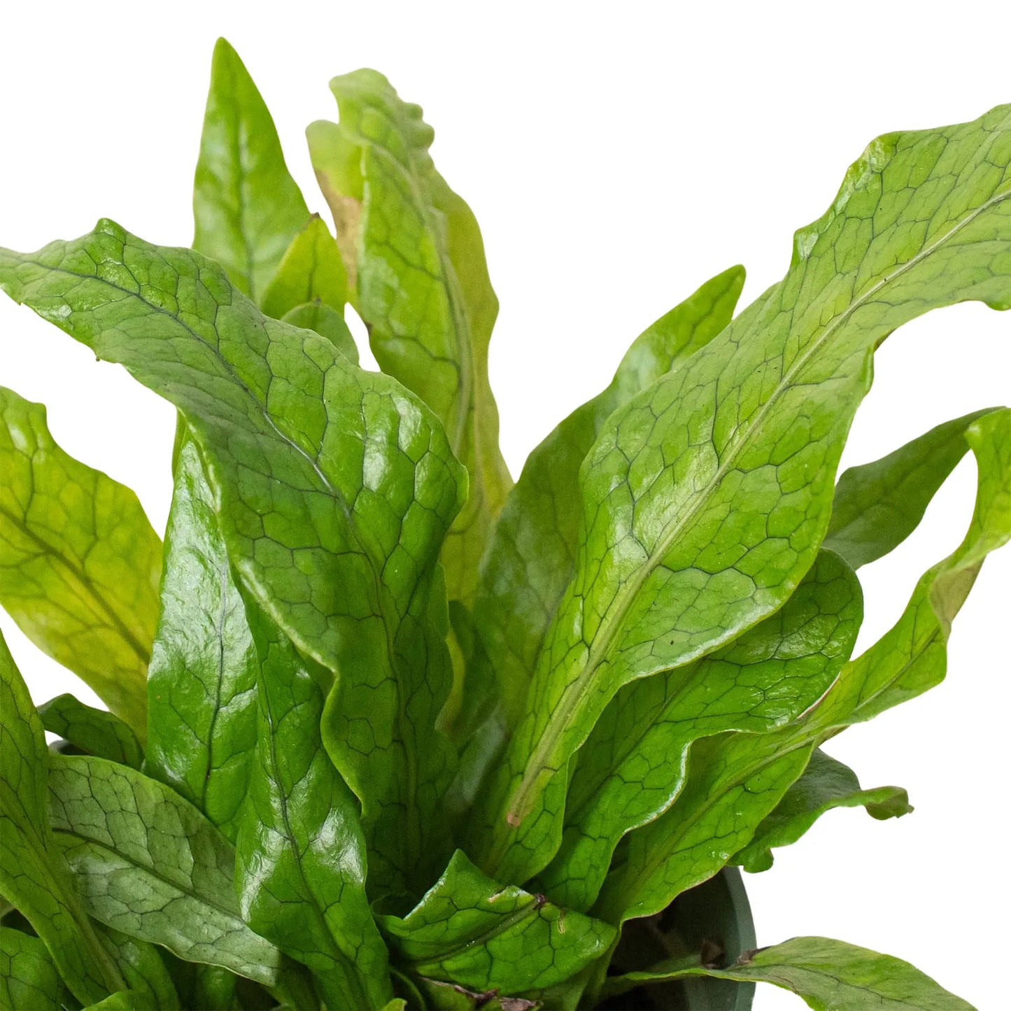Fern 'Crocodile' House Plant Dropship Botani Haven