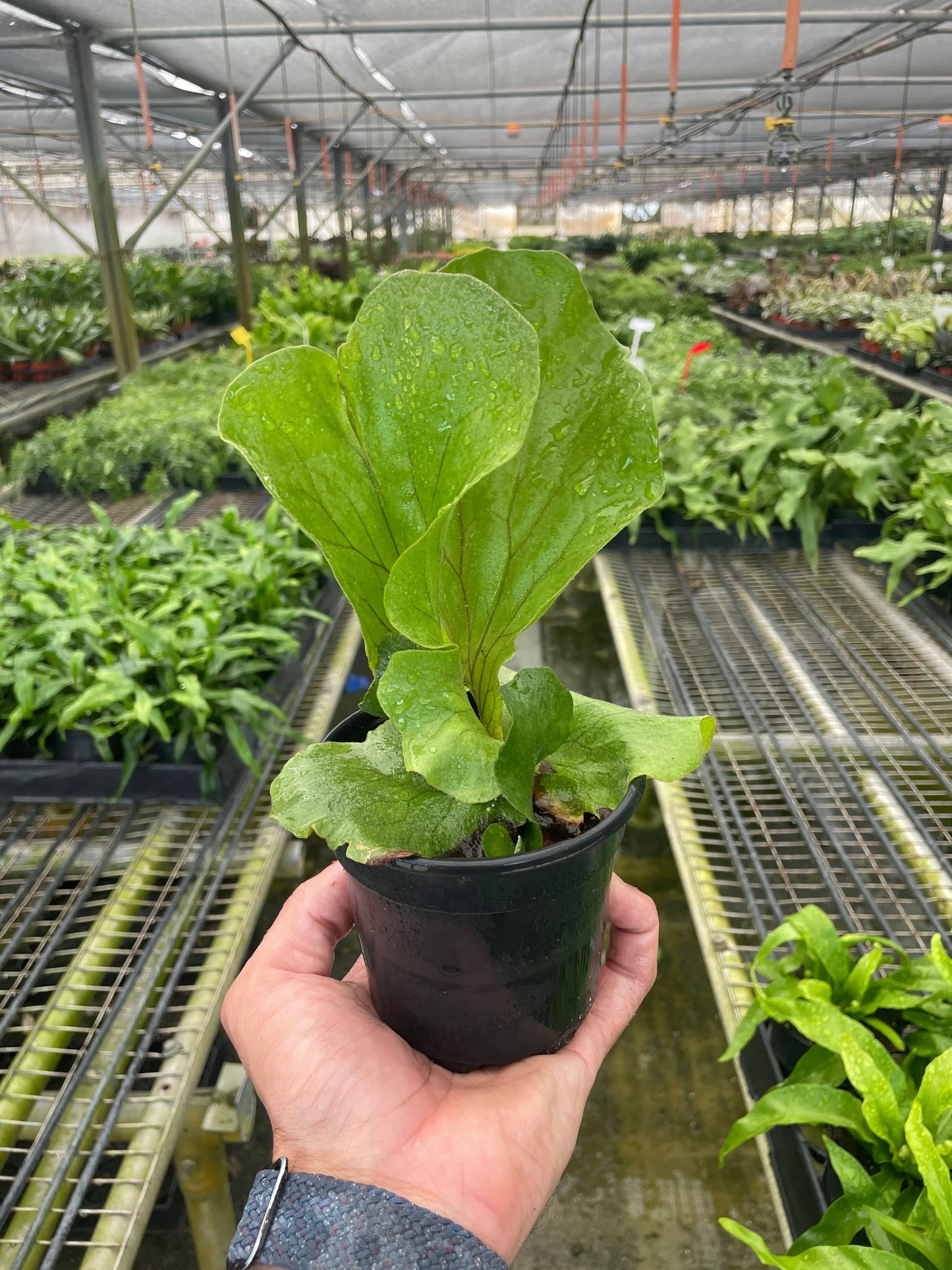 Fern 'Elephant' House Plant Dropship Botani Haven
