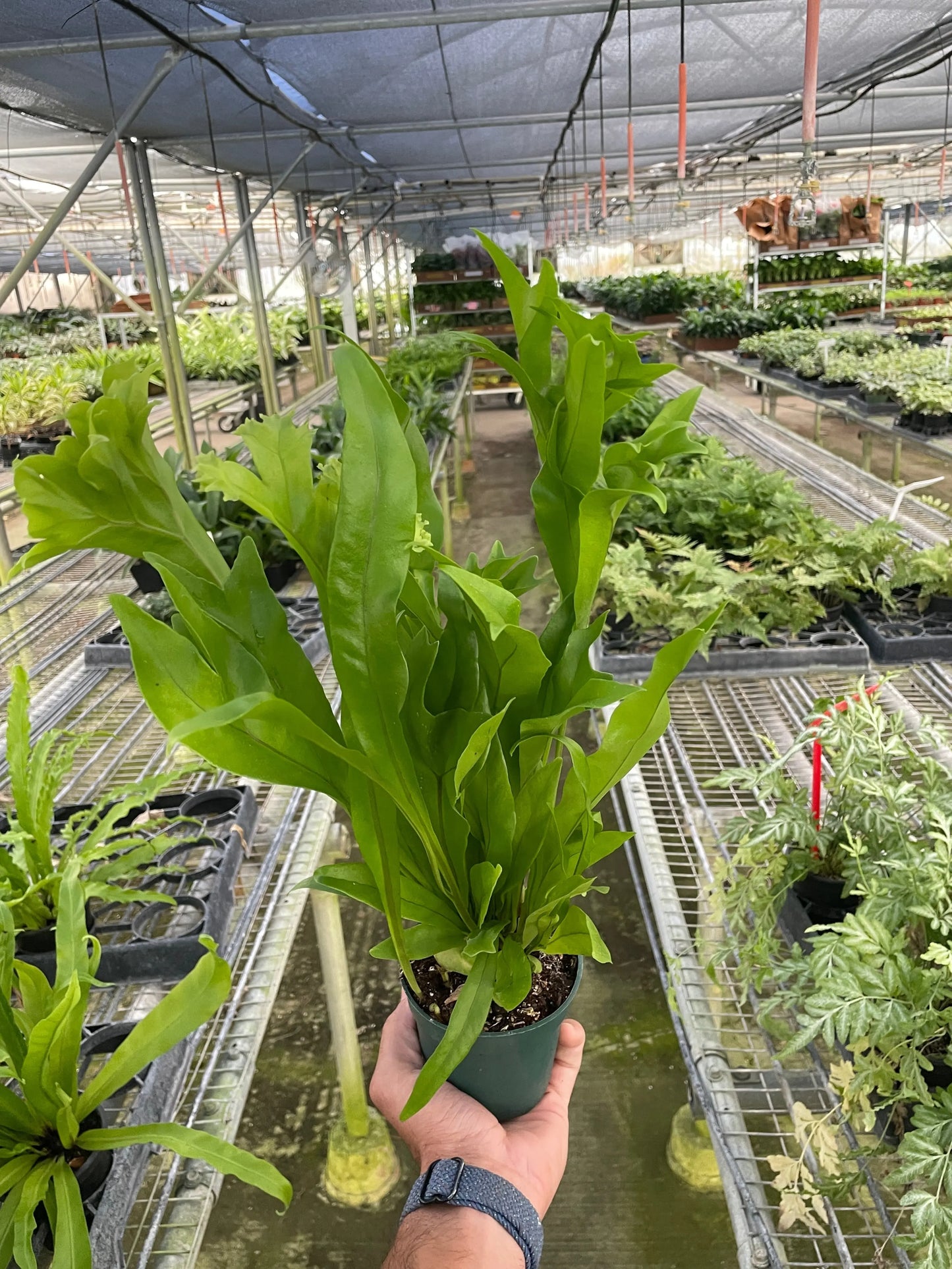 Fern 'Green Flame' House Plant Dropship Botani Haven