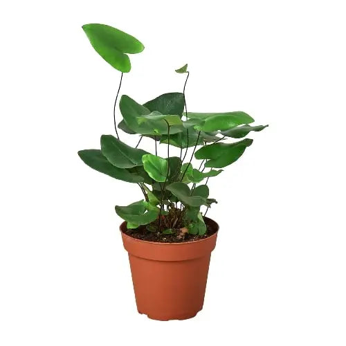 Fern 'Heart' House Plant Dropship Botani Haven