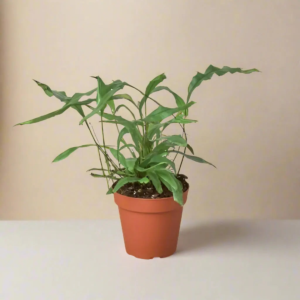 Fern 'Kangaroo Paw' House Plant Dropship Botani Haven