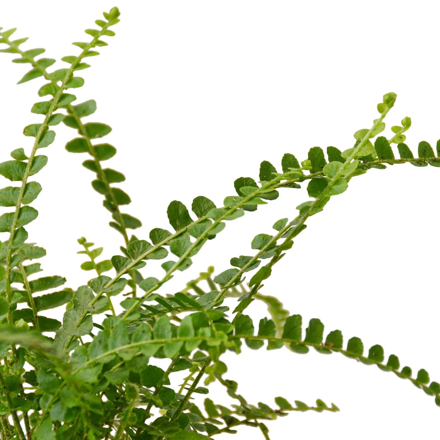 Fern 'Lemon Button' House Plant Dropship Botani Haven
