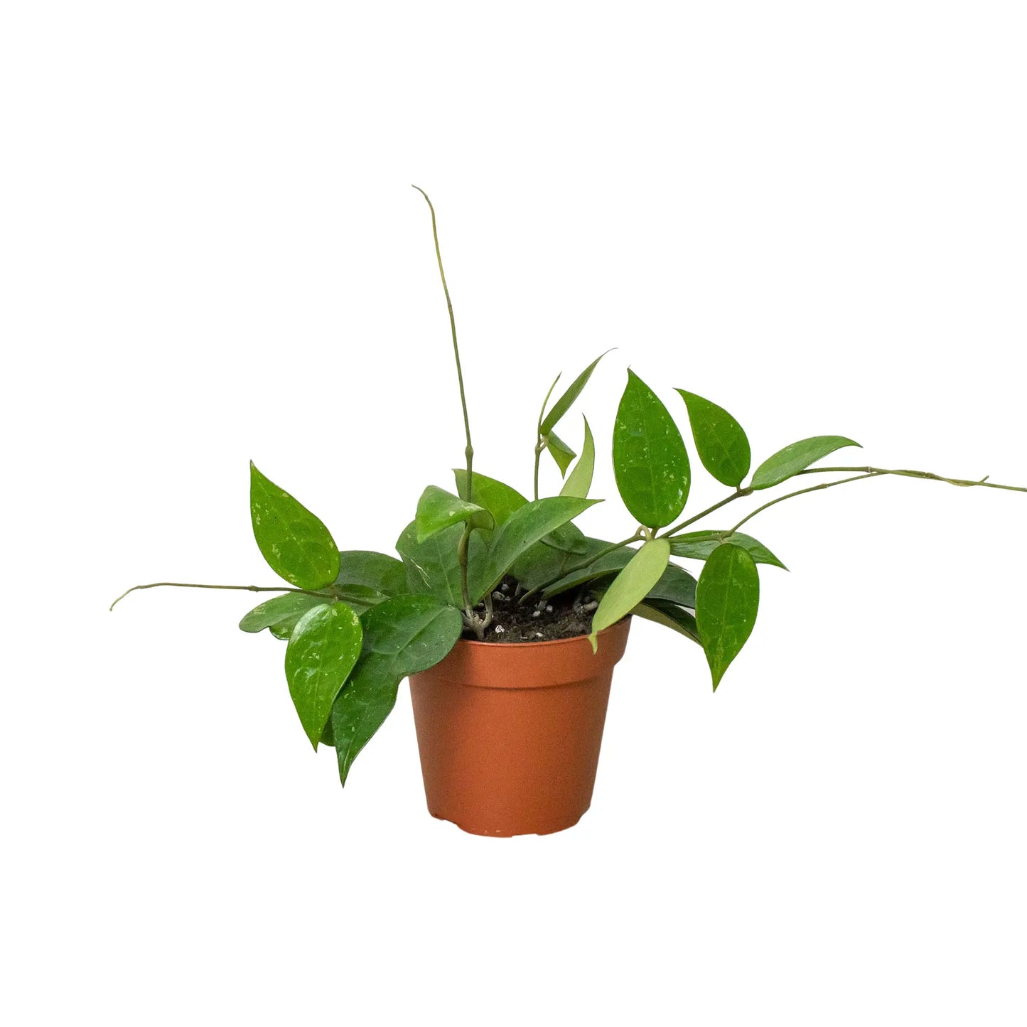 Hoya 'Black Margin' House Plant Dropship Botani Haven