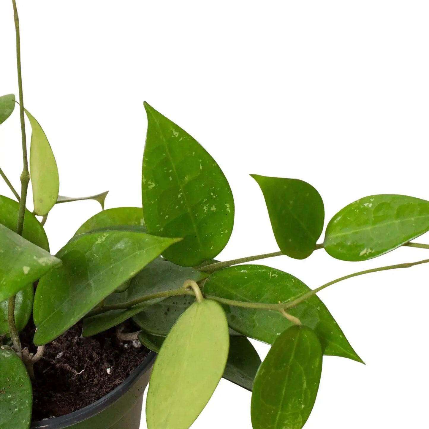 Hoya 'Black Margin' House Plant Dropship Botani Haven