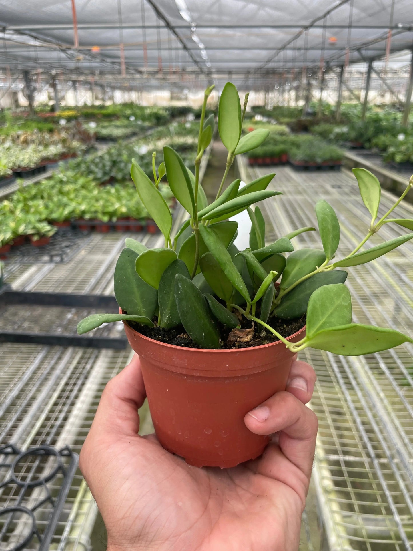 Hoya 'Chouke' House Plant Dropship Botani Haven