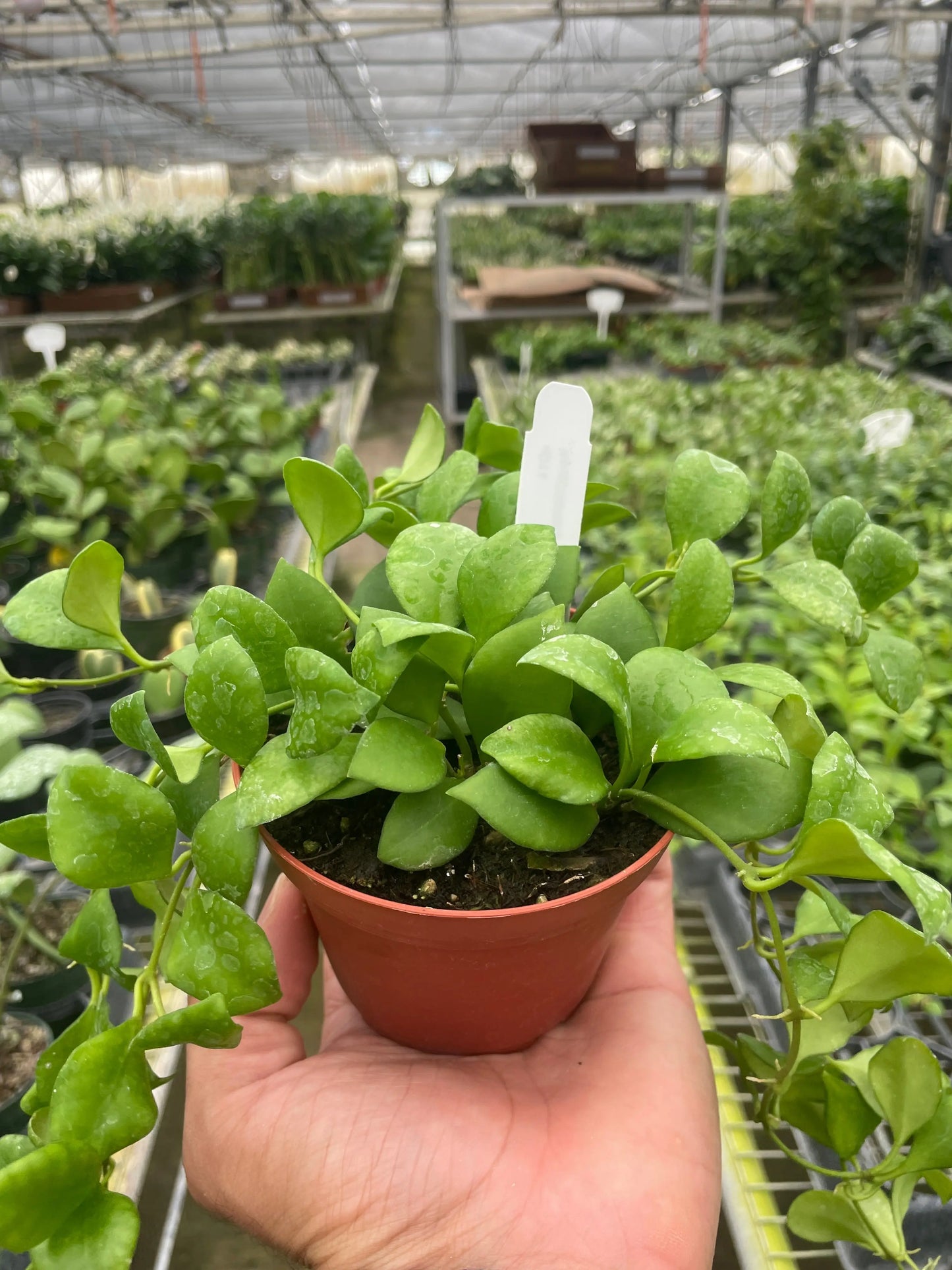 Hoya 'Heuschkeliana' House Plant Dropship Botani Haven