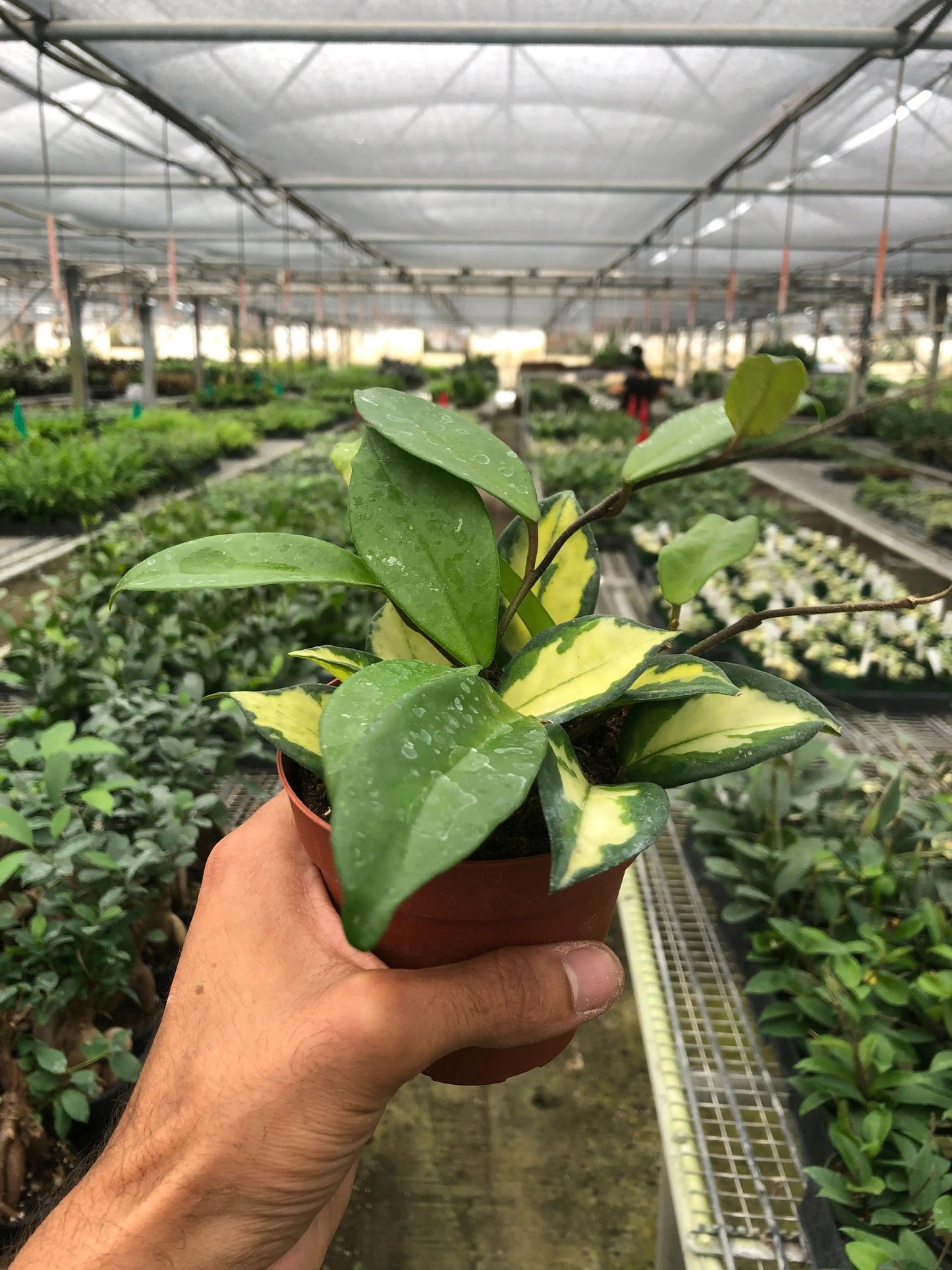 Hoya Carnosa 'Krimson Princess' House Plant Dropship Botani Haven