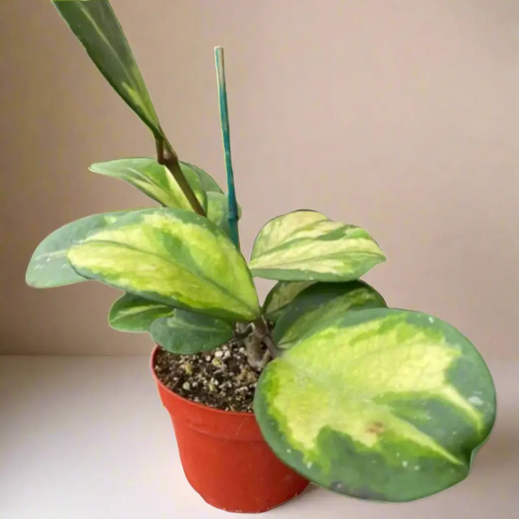 Hoya 'Obovata Reverse' House Plant Dropship Botani Haven