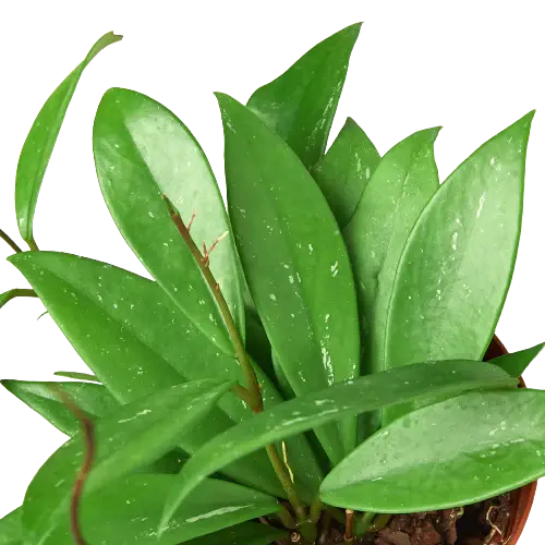 Hoya 'Publicalyx' House Plant Dropship Botani Haven