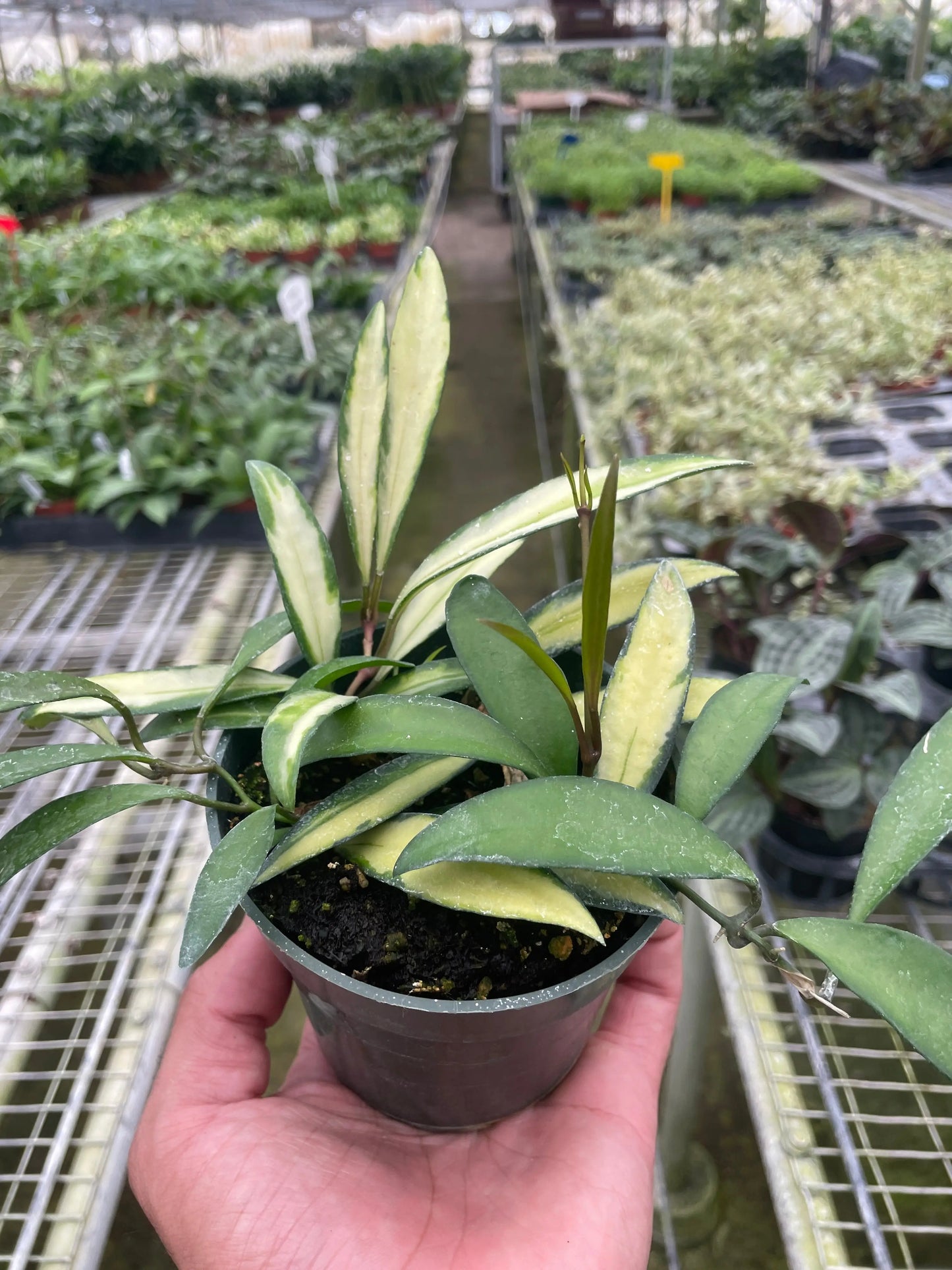 Hoya 'Wayetii Variegated' House Plant Dropship Botani Haven