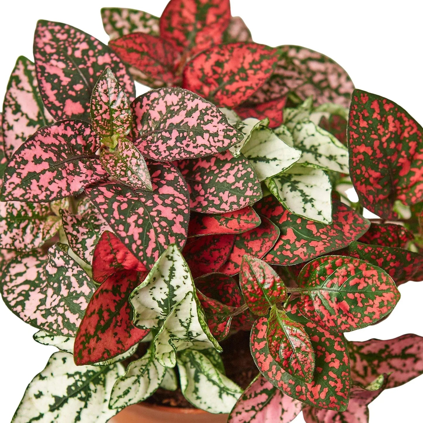 Hypoestes 'Polka Dot' House Plant Dropship Botani Haven