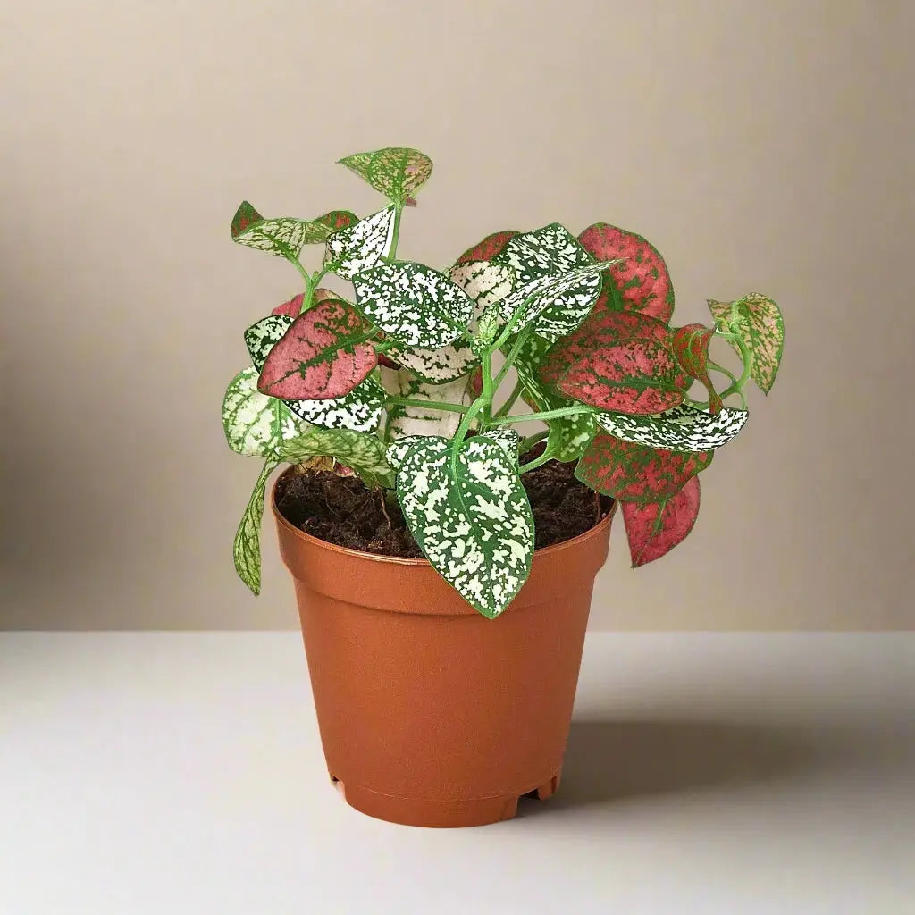 Hypoestes 'Polka Dot' House Plant Dropship Botani Haven
