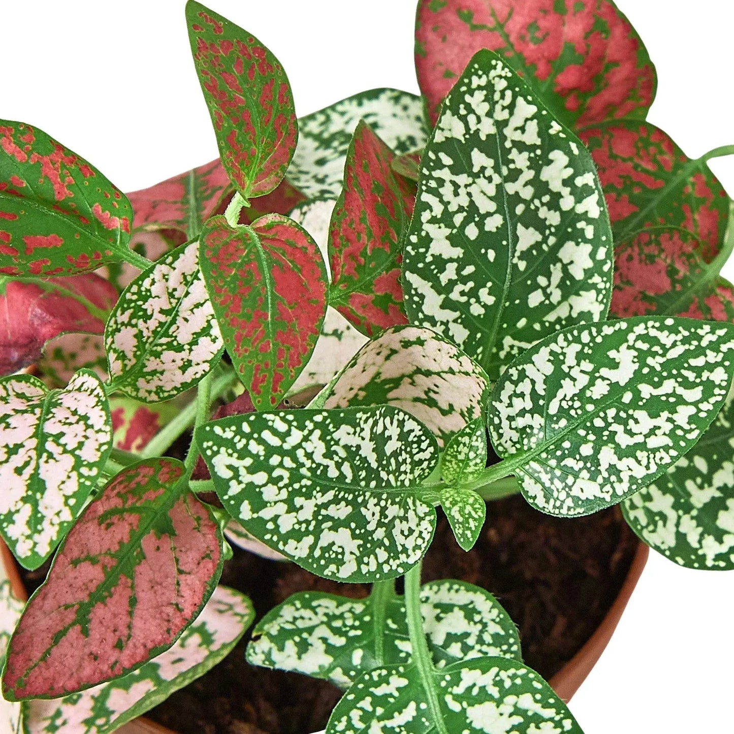 Hypoestes 'Polka Dot' House Plant Dropship Botani Haven