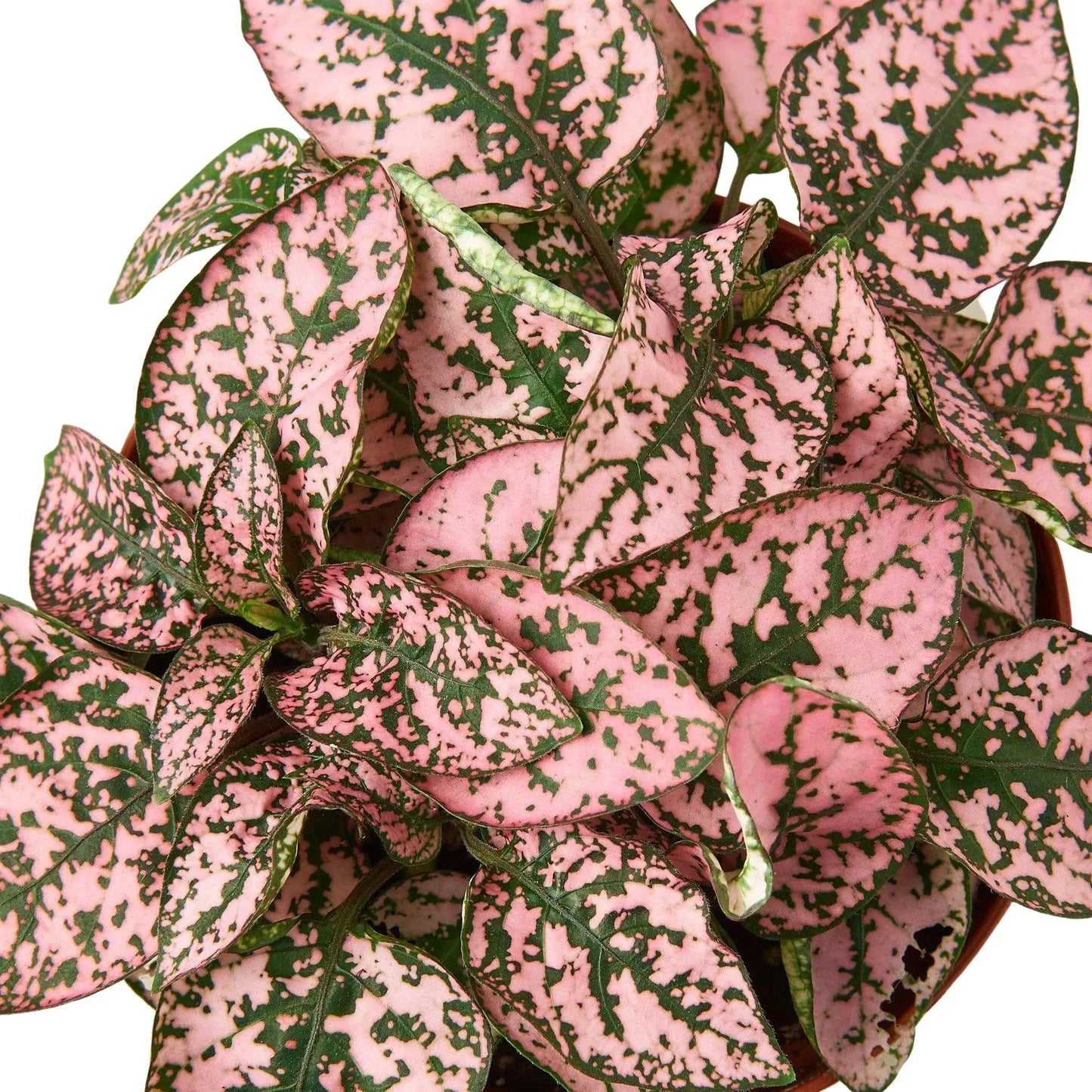 Hypoestes 'Polka Dot' House Plant Dropship Botani Haven