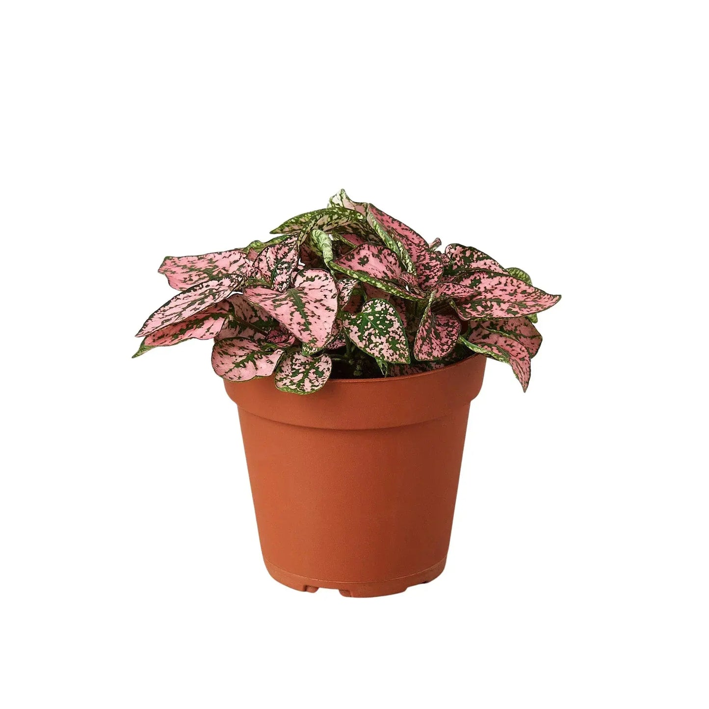 Hypoestes 'Polka Dot' House Plant Dropship Botani Haven