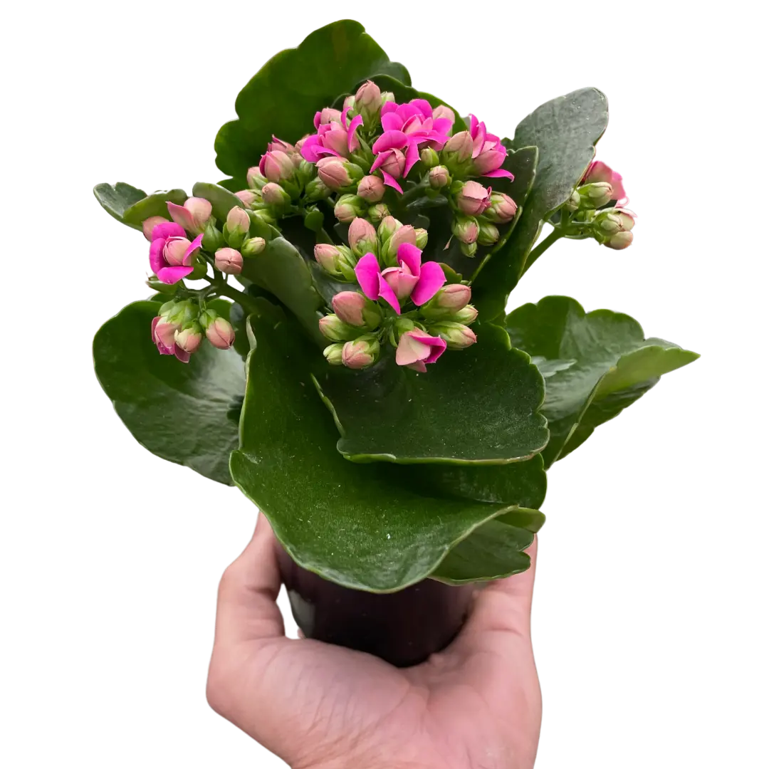 Succulent 'Kalanchoe' House Plant Dropship Botani Haven