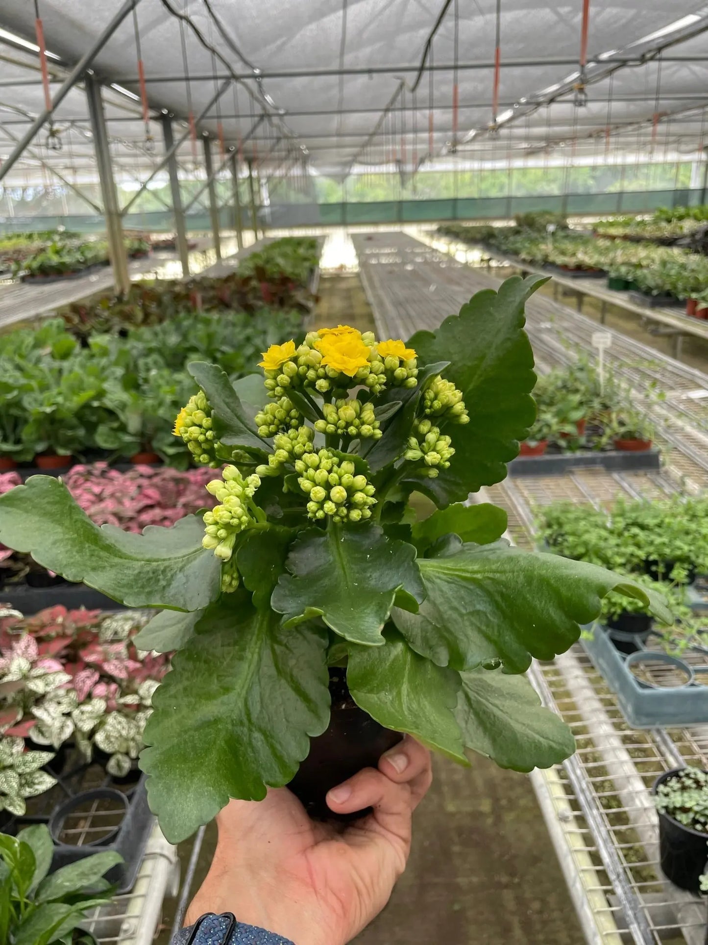 Succulent 'Kalanchoe' House Plant Dropship Botani Haven