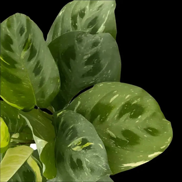 Maranta Variegated 'Beauty Kim' House Plant Dropship Botani Haven