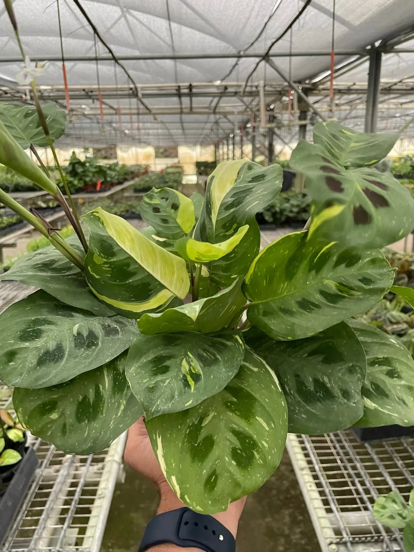 Maranta Variegated 'Beauty Kim' House Plant Dropship Botani Haven