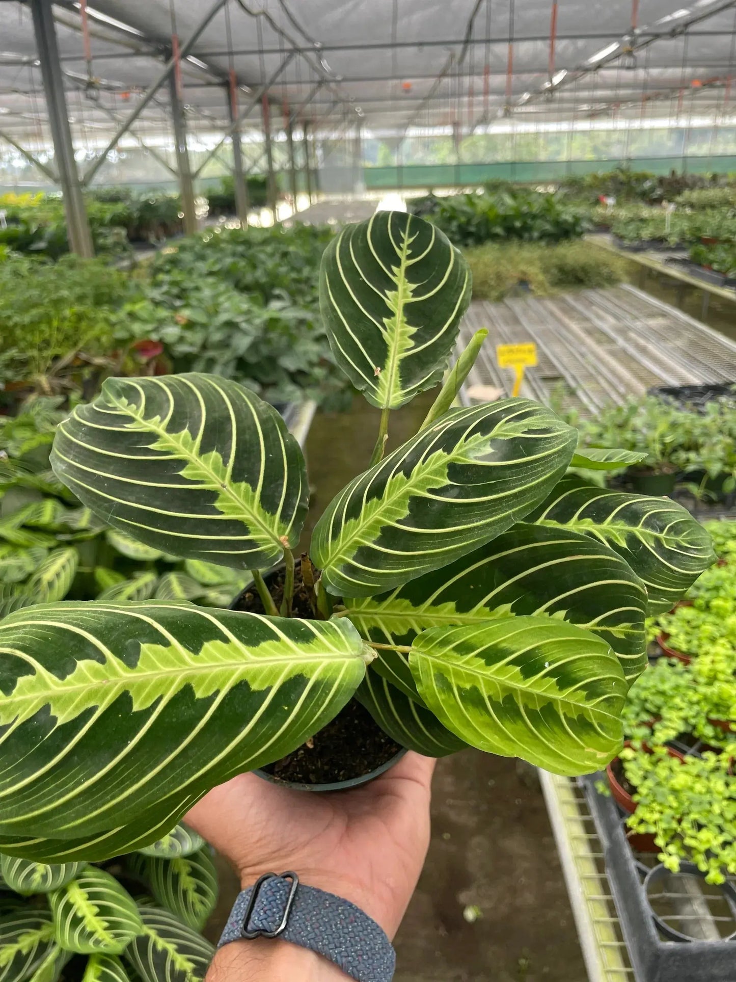 Maranta 'Lemon Lime' House Plant Dropship Botani Haven