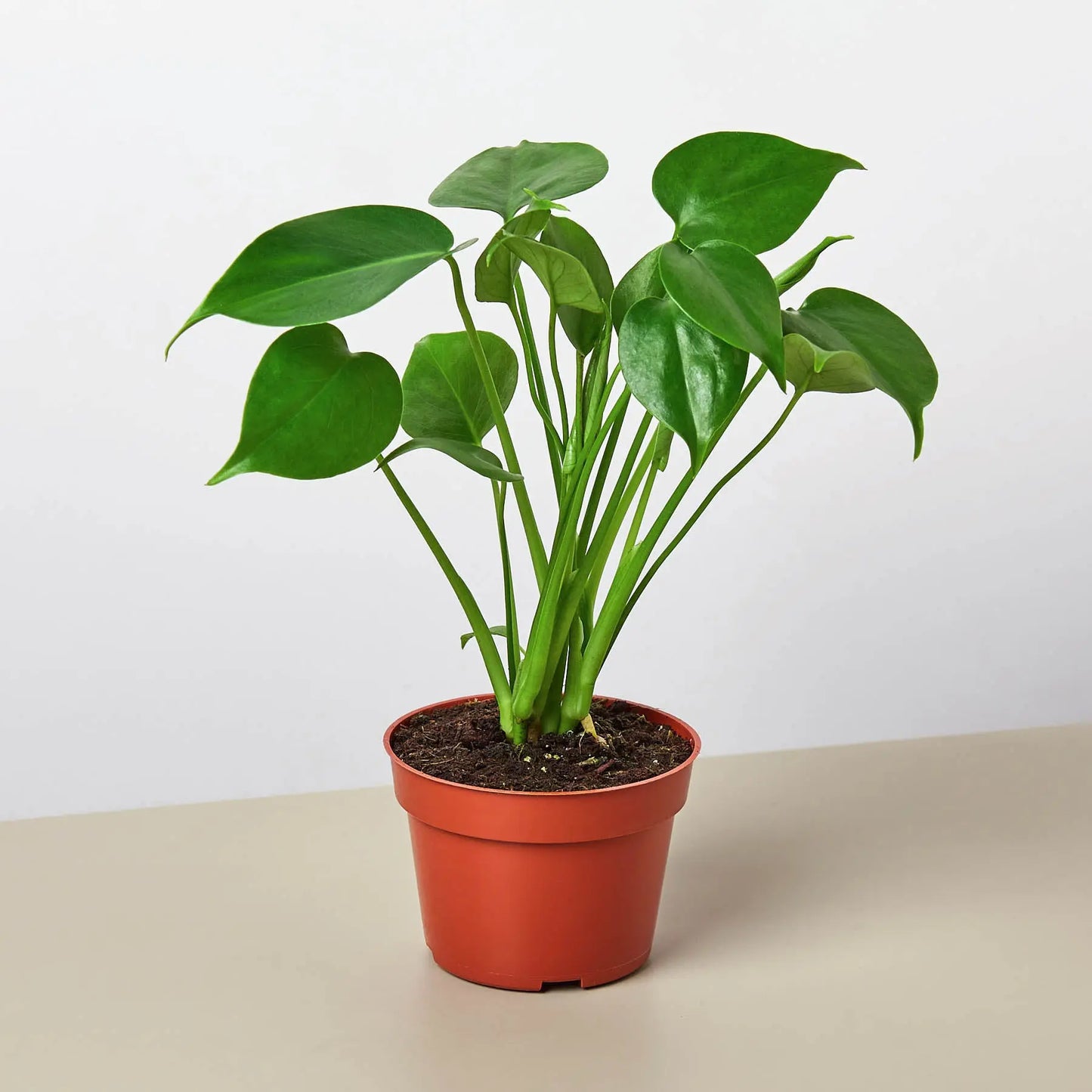 3 Monstera Variety Pack 4" Pots House Plant Dropship Botani Haven