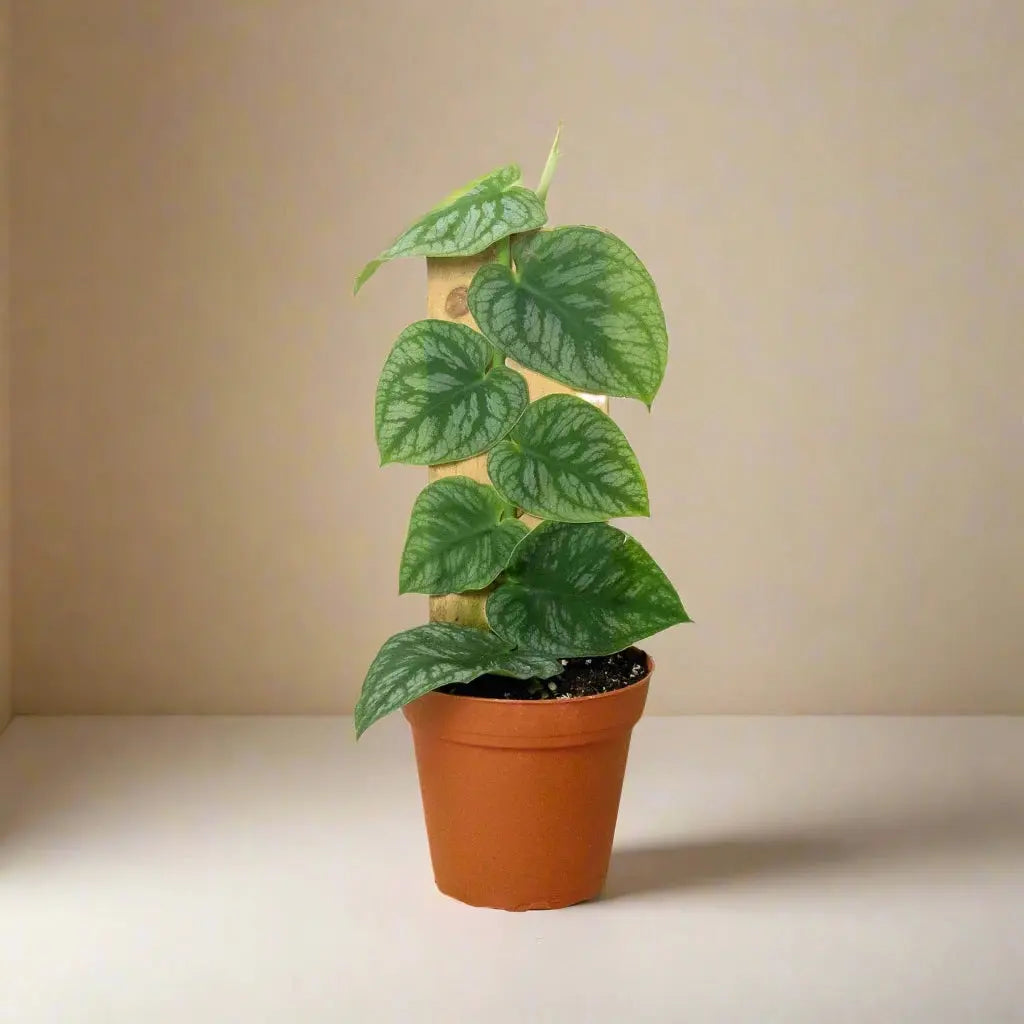 Monstera 'Dubia' (Shingle Plant) House Plant Dropship Botani Haven