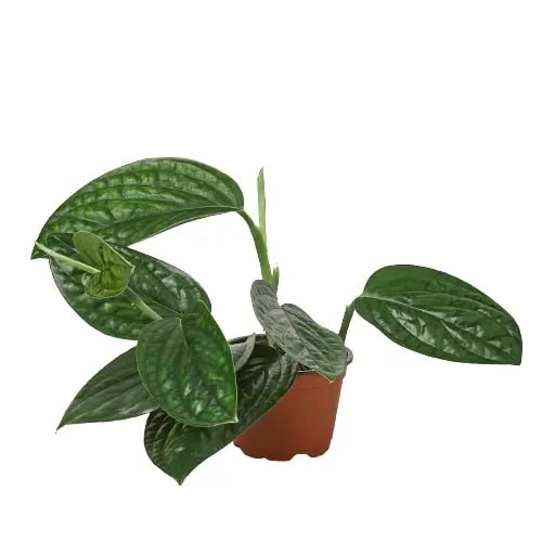 Monstera 'Peru' House Plant Dropship Botani Haven