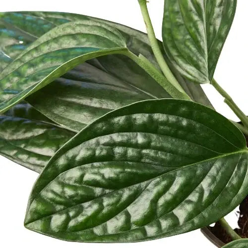 Monstera 'Peru' House Plant Dropship Botani Haven