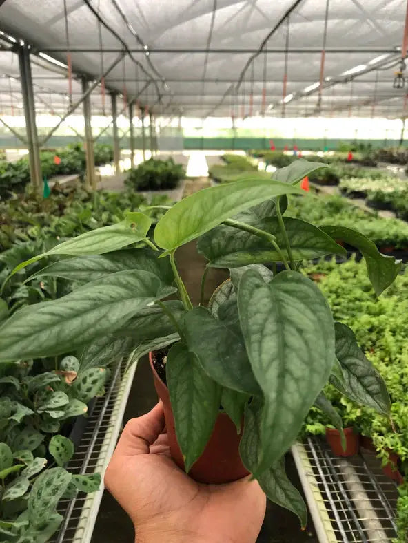 Monstera 'Siltepecana' House Plant Dropship Botani Haven