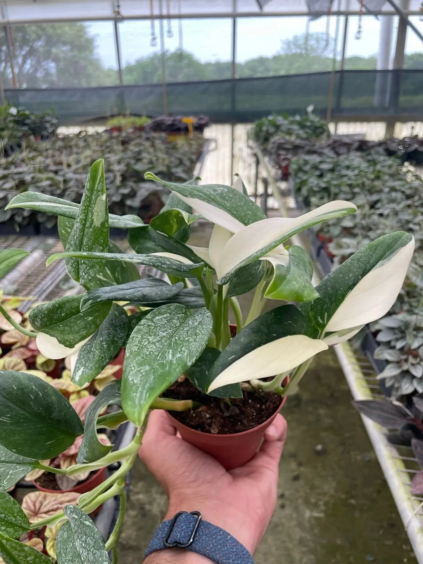 Monstera 'Standeleyana Albo Variegated' House Plant Dropship Botani Haven