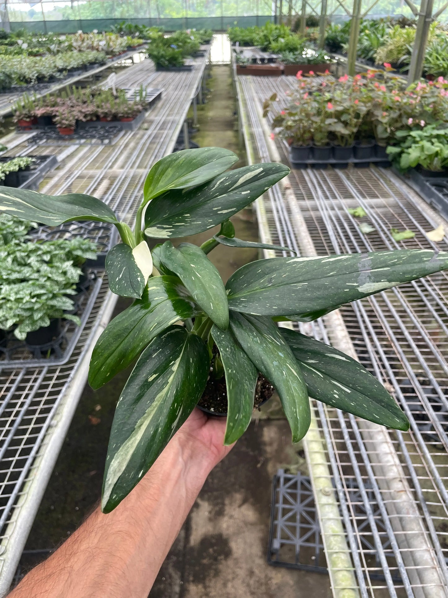Monstera 'Standeleyana Albo Variegated' House Plant Dropship Botani Haven