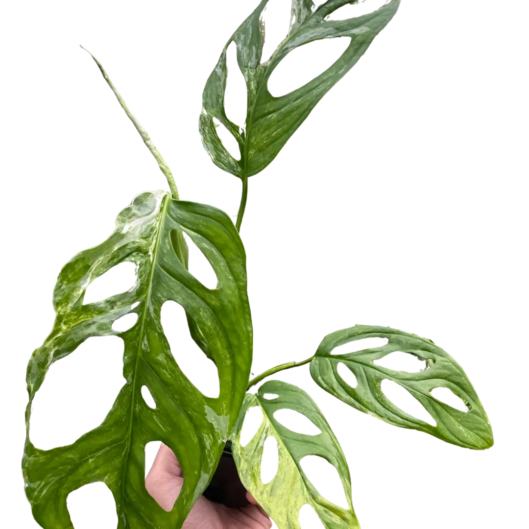 Monstera Adansonii 'Swiss Cheese Variegated' House Plant Dropship Botani Haven
