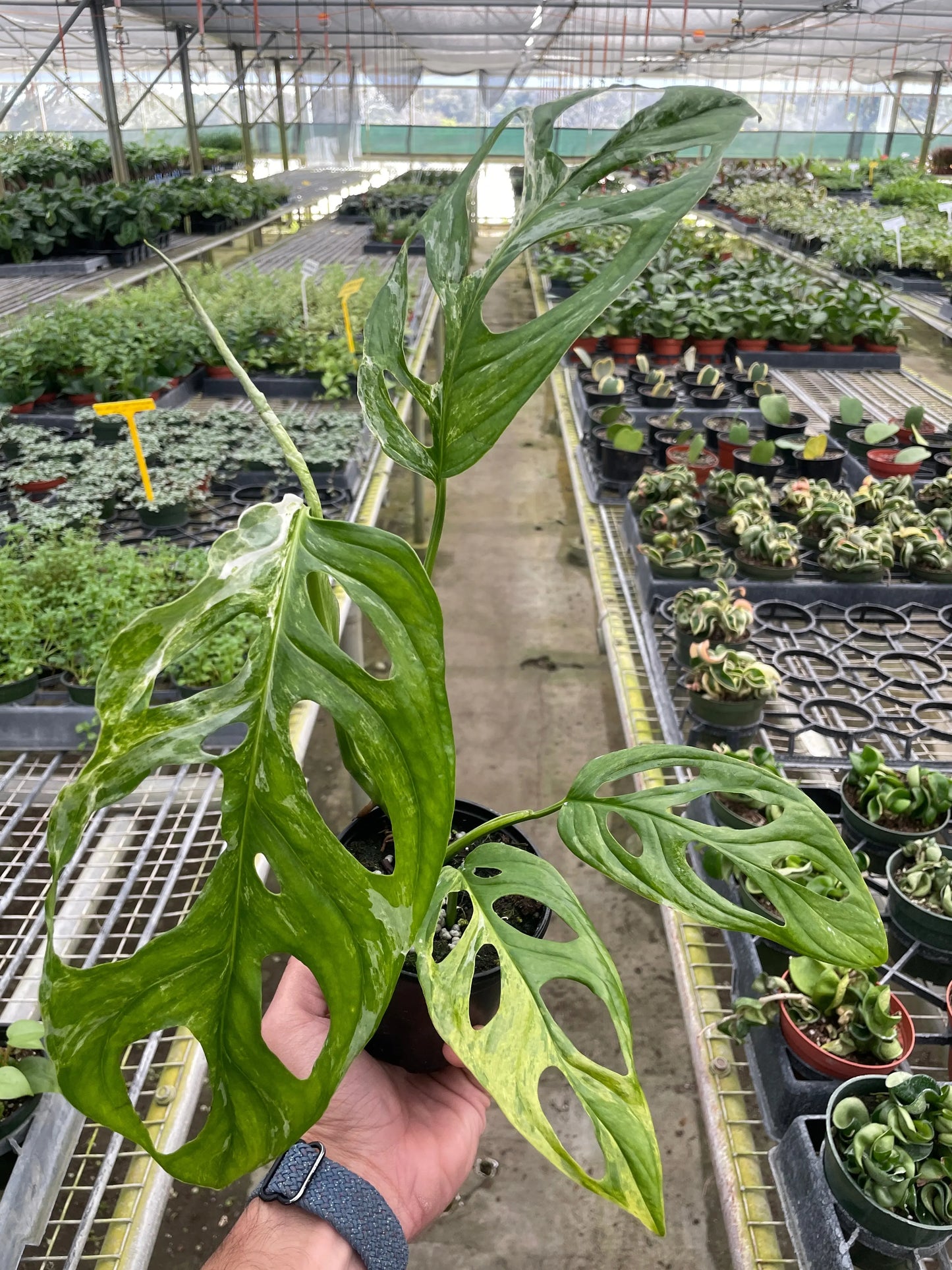 Monstera Adansonii 'Swiss Cheese Variegated' House Plant Dropship Botani Haven