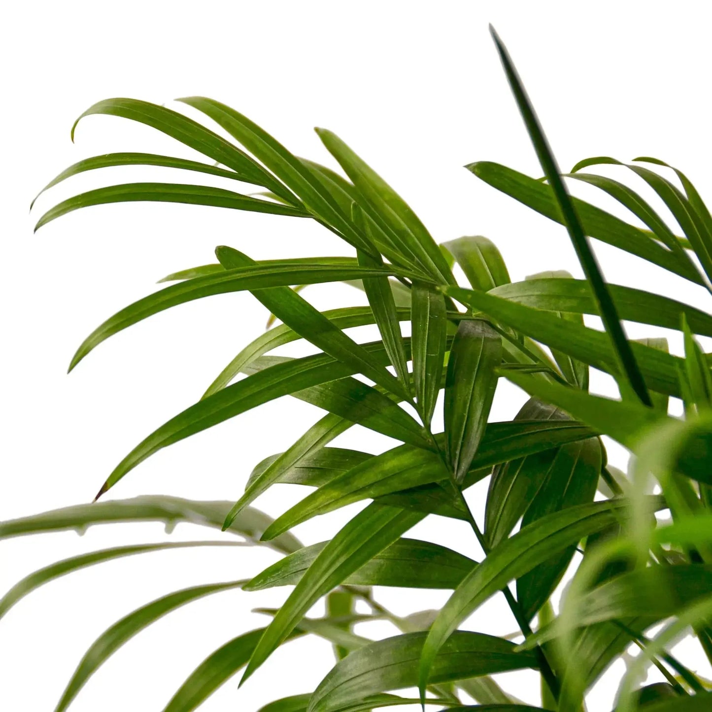 Parlor Palm House Plant Dropship Botani Haven
