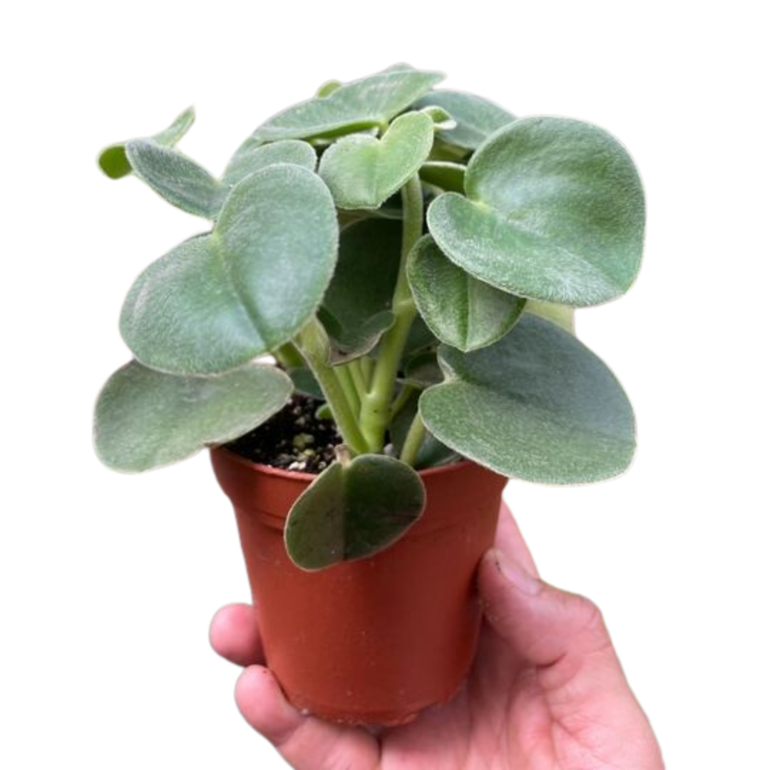 Peperomia 'Felted' House Plant Dropship Botani Haven