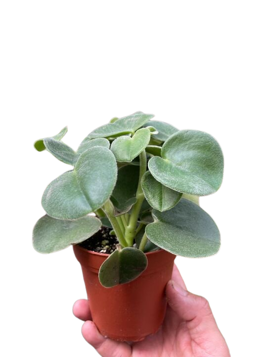 Peperomia 'Felted' House Plant Dropship Botani Haven