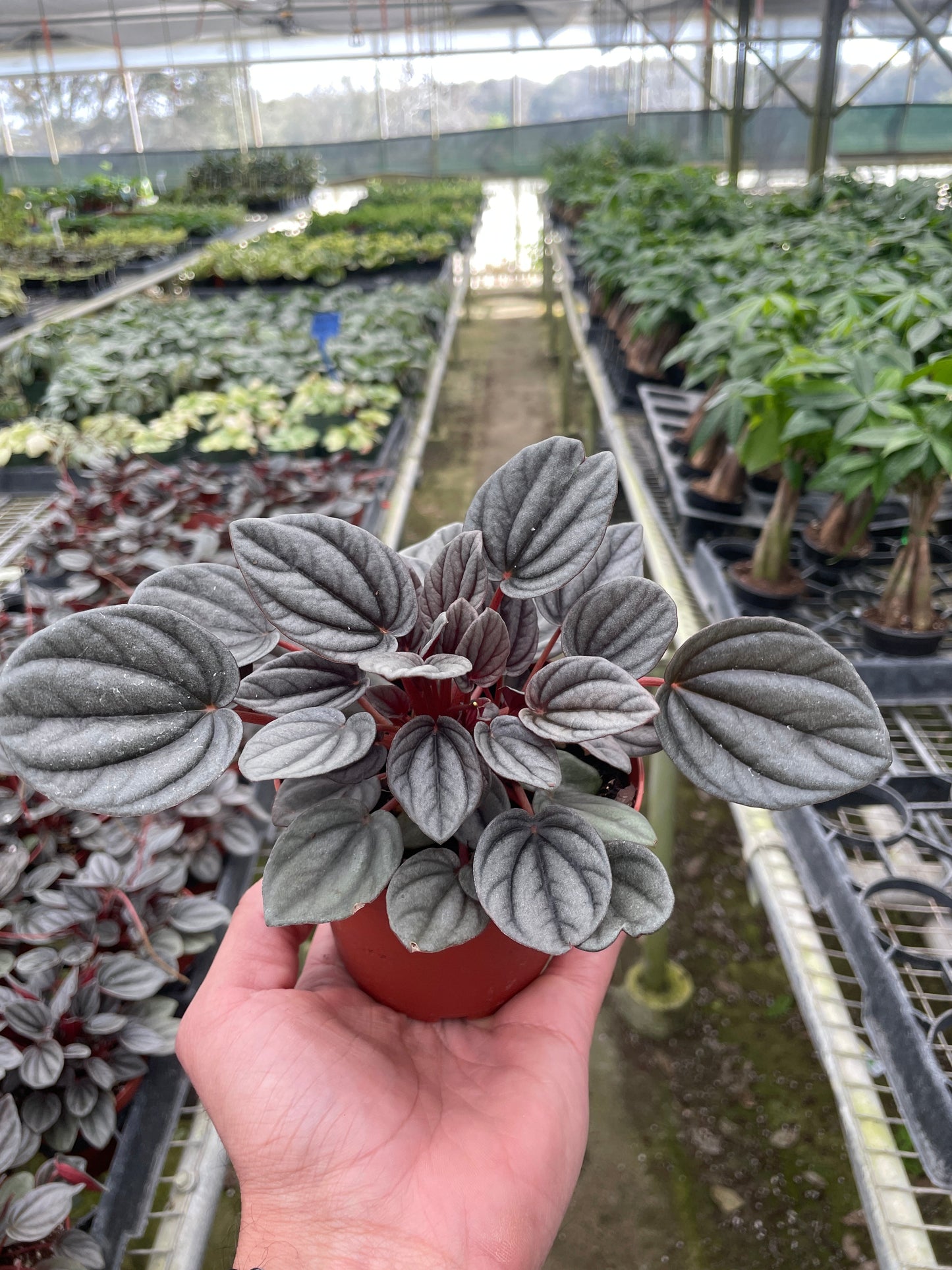 Peperomia 'Mendoza' House Plant Dropship Botani Haven