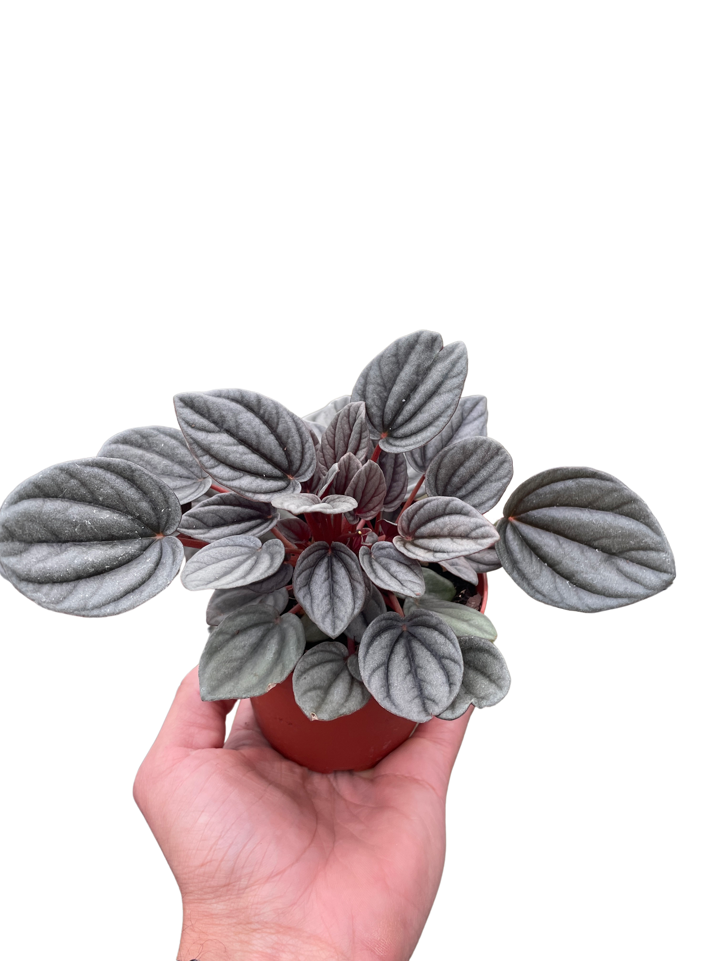 Peperomia 'Mendoza' House Plant Dropship Botani Haven