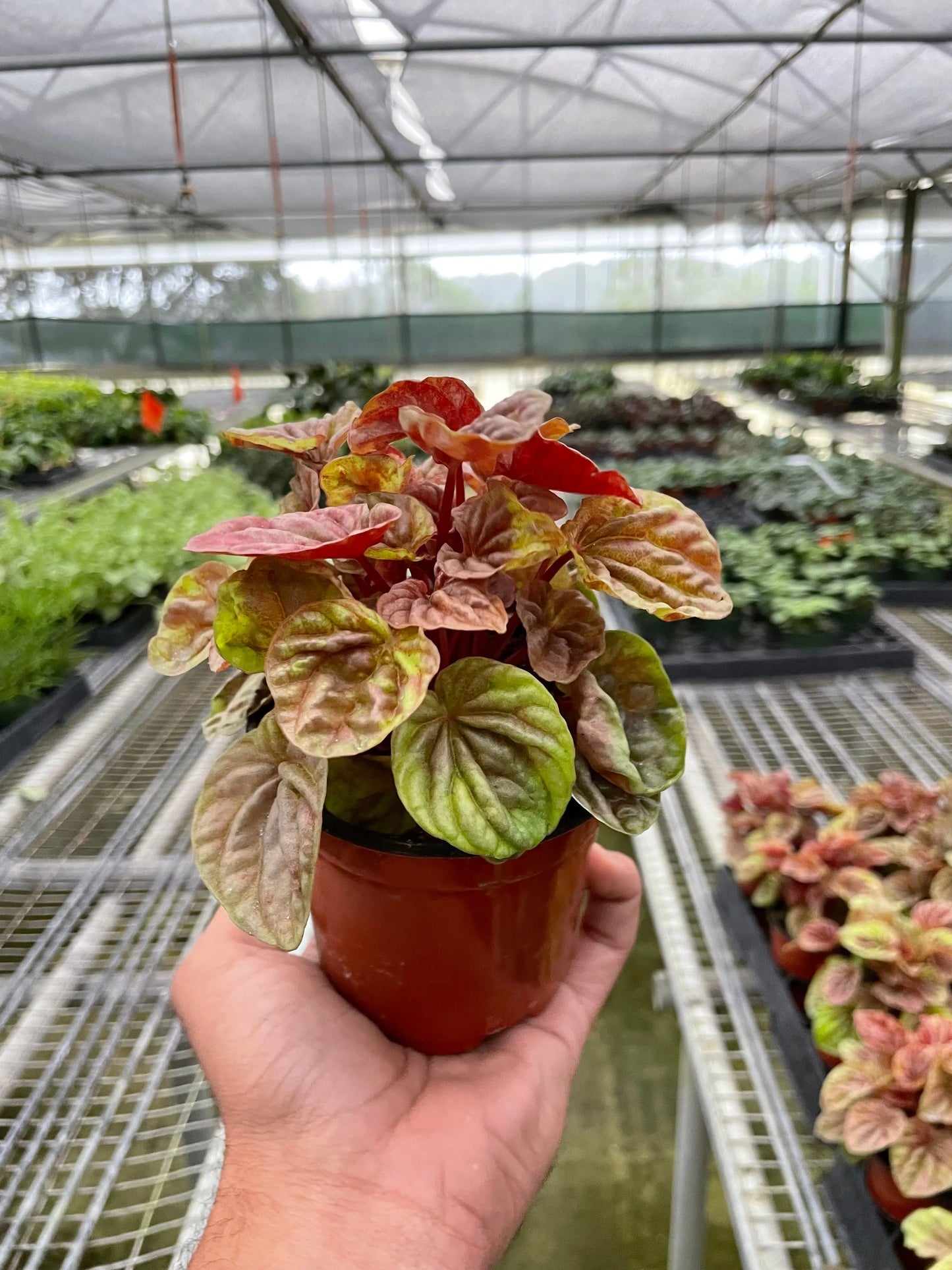 Peperomia 'Quito' House Plant Dropship Botani Haven