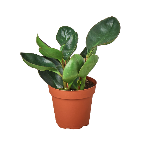Peperomia Red Edge House Plant Dropship Botani Haven