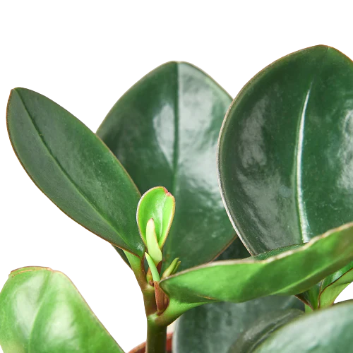Peperomia Red Edge House Plant Dropship Botani Haven