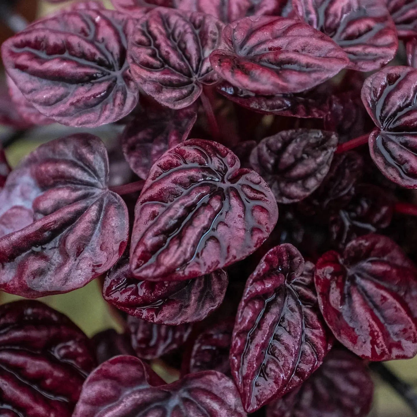 Peperomia 'Ripple Red' House Plant Dropship Botani Haven